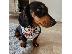 PoulaTo: Dachshund